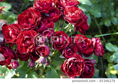 Dark red rose Lavaglut blooming in the garden. Beautiful flowers with sunshine. 85166278