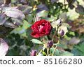 Dark red rose Lavaglut blooming in the garden. Beautiful flowers with sunshine. 85166280