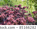 Sedum telephium Atropurpurea Group purple flowers. Natural close up photo. 85166282