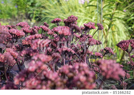 Sedum telephium Atropurpurea Group purple flowers. Natural close up photo. Sedum telephium Atropurpurea Group purple flowers. Natural close up photo. 85166282
