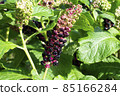 Phytolacca acinosa Roxb. or Indian poke. Natural close up photo. 85166284