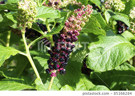 Phytolacca acinosa Roxb. or Indian poke. Natural close up photo. Phytolacca acinosa Roxb. or Indian poke. Natural close up photo. 85166284