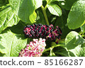 Phytolacca acinosa Roxb. or Indian poke. Natural close up photo. 85166287