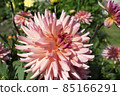 Beautiful pink Dahlia flowers. Summer natural closeup photo. 85166291