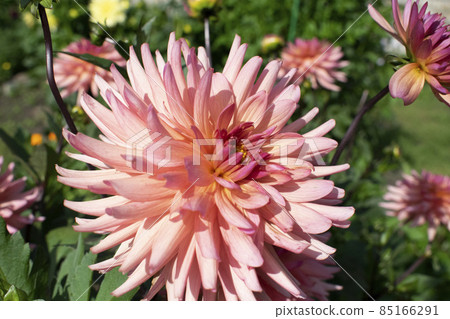 Beautiful pink Dahlia flowers. Summer natural closeup photo. Beautiful pink Dahlia flowers. Summer natural closeup photo. 85166291
