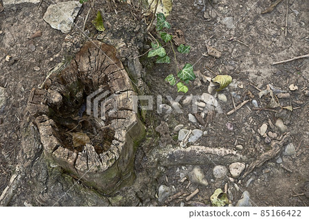 Cut tree trunk with hole in the middle 85166422