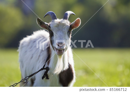 White and brown domestic goat with long steep horns, yellow eyes and white beard tied with chain looking straight in camera Farming of useful animals, healthy meat, cheese and milk production concept. White and brown domestic goat with long steep horns, yellow eyes and white beard tied with chain looking straight in camera Farming of useful animals, healthy meat, cheese and milk production concept. 85166712