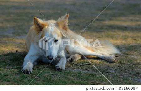 dog chilling in nature forest woods white and brown 85166987