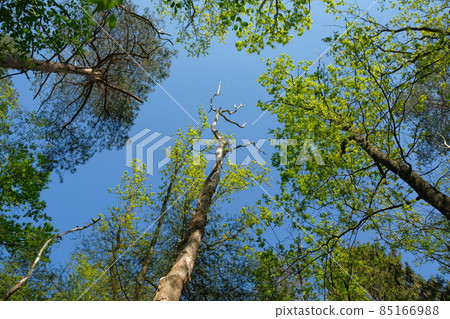 dutch nature in winter with sand and trees 85166988