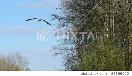 two birds flying over a river against a blue sky 85166990