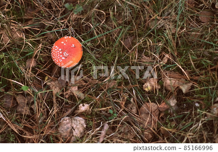 white mushrooms with black ink close up in forest 85166996