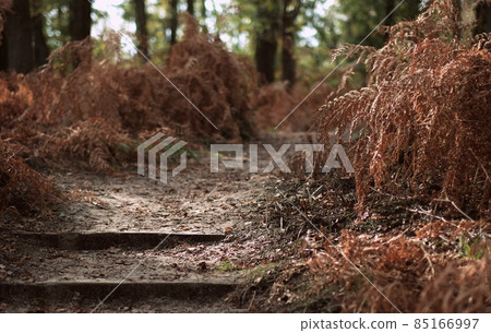 dutch woods in autumn nature forest daylight 85166997
