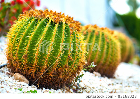 Green round tropical cactus plants with sharp spines growing on a ground covered with pebble stones outdoors in a park. 85168328