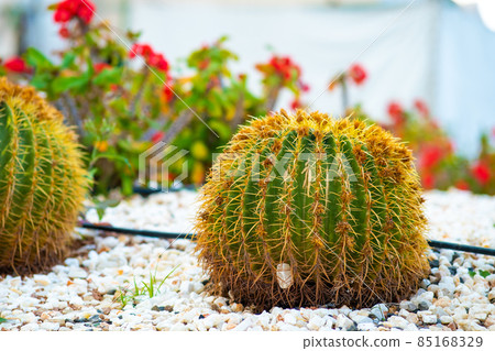 Green round tropical cactus plants with sharp spines growing on a ground covered with pebble stones outdoors in a park. Green round tropical cactus plants with sharp spines growing on a ground covered with pebble stones outdoors in a park. 85168329