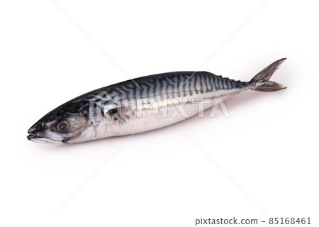 Frozen fresh mackerel (Clipping path) Frozen fresh mackerel (Clipping path) 85168461