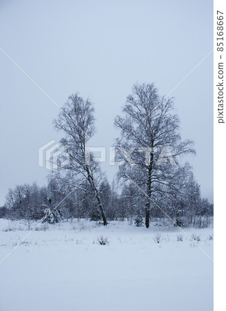 Winter landscape with snow covered trees. 85168667