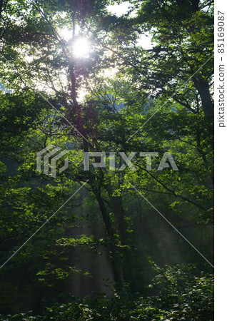 Sunlight through the trees 85169087
