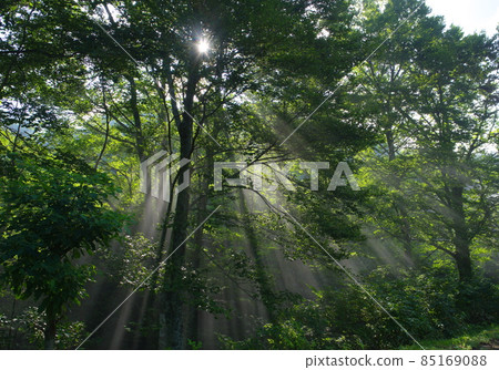 Sunlight through the trees 85169088