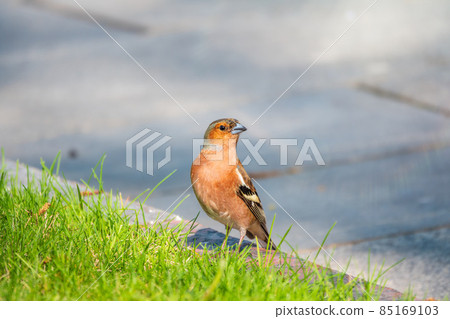 Common chaffinch, Fringilla coelebs, sits on a green lawn in spring. Common chaffinch in wildlife. Common chaffinch, Fringilla coelebs, sits on a green lawn in spring. Common chaffinch in wildlife. 85169103