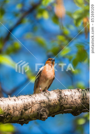 Common chaffinch, Fringilla coelebs, sits on a branch in spring on green background. Common chaffinch in wildlife. Common chaffinch, Fringilla coelebs, sits on a branch in spring on green background. Common chaffinch in wildlife. 85169109