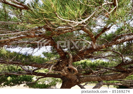 Miyakojima, Okinawa Prefecture Pine Tree Up Miyakojima, Okinawa Prefecture Pine Tree Up 85169274