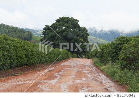 Brazilian coffee plantations and dirt roads 85170042