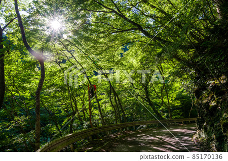 [National Highway 439] A narrow road that goes through the woods 85170136