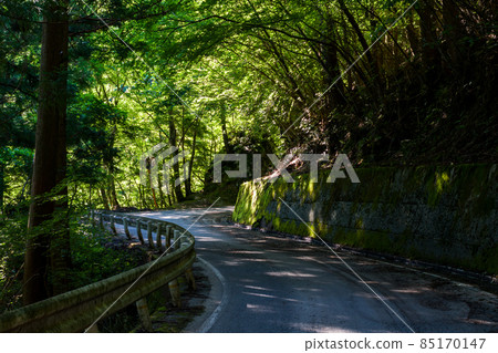 【439國道】穿過樹林的狹窄小路 85170147