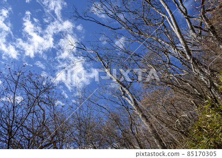 Winter scenery, dead trees and clear sky Winter scenery, dead trees and clear sky 85170305