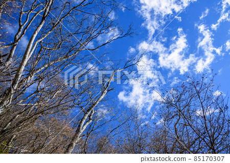 Winter scenery, dead trees and clear sky Winter scenery, dead trees and clear sky 85170307