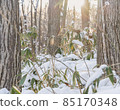 新鮮的雪和竹叢在黃昏的陽光下閃閃發光 85170348