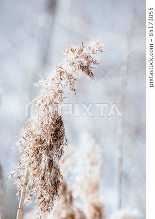 Dry reeds close up. Pampas grass on a light background. Trendy soft fluffy plant. Reed seeds in neutral tones. Dry reeds close up. Pampas grass on a light background. Trendy soft fluffy plant. Reed seeds in neutral tones. 85171055
