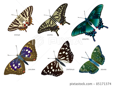 Swallowtail and Nymphalidae 85171374