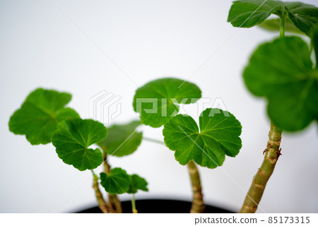 Rose-blooming geranium potted plant Rose-blooming geranium potted plant 85173315