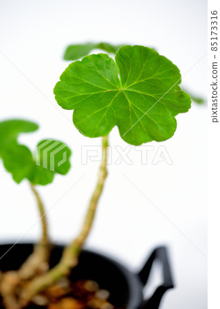 玫瑰盛開的天竺葵盆栽 玫瑰盛開的天竺葵盆栽 85173316