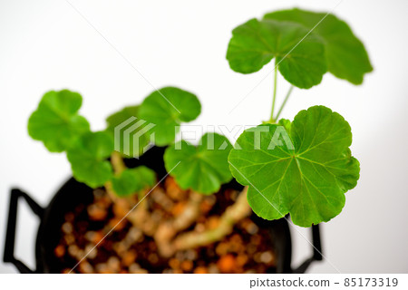 Rose-blooming geranium potted plant 85173319