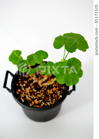 Rose-blooming geranium potted plant Rose-blooming geranium potted plant 85173320