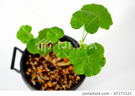 Rose-blooming geranium potted plant Rose-blooming geranium potted plant 85173321