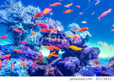 珊瑚礁圖像 85173653