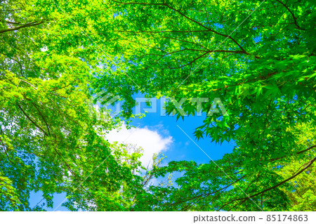 Fresh green of Iohamomoji Fresh green of Iohamomoji 85174863