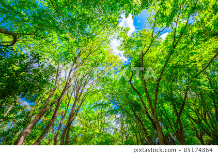 Fresh green of Iohamomoji Fresh green of Iohamomoji 85174864