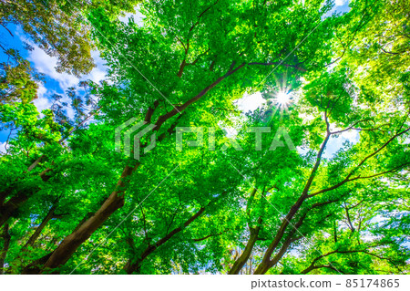 Fresh green and light beam of Japanese maple Fresh green and light beam of Japanese maple 85174865