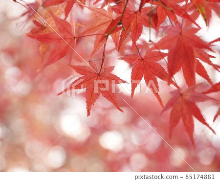 美麗的秋楓*橫長方形構圖 美麗的秋楓*橫長方形構圖 85174881