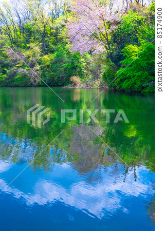 大阪府立森林 新鮮的綠葉和山櫻花 大阪府立森林 新鮮的綠葉和山櫻花 85174900