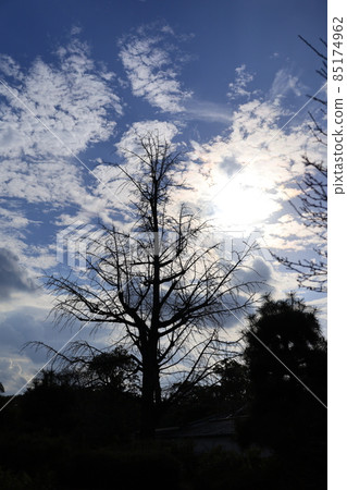 死銀杏樹，背光剪影 85174962