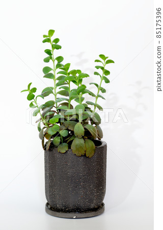 多肉植物長壽花蝴蝶舞盆栽 多肉植物長壽花蝴蝶舞盆栽 85175396