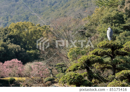 A dignified heron overlooking the plum blossoms that began to bloom in early spring 85175416