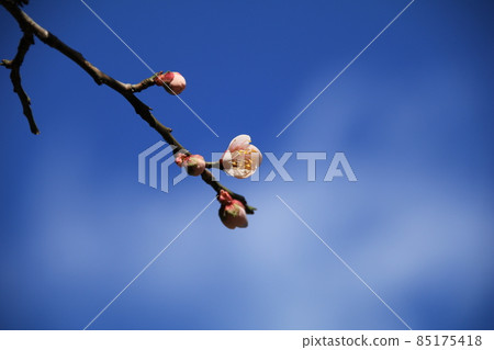 Plum blossoms that began to bloom in early spring, pink red plum blossoms Plum blossoms that began to bloom in early spring, pink red plum blossoms 85175418