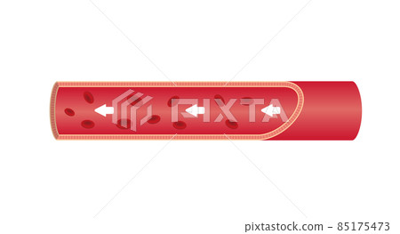 血管和主動脈的橫截面圖(無文字) 血管和主動脈的橫截面圖(無文字) 85175473