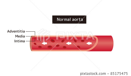 Cross-section illustration of blood vessels and aorta (English) Cross-section illustration of blood vessels and aorta (English) 85175475